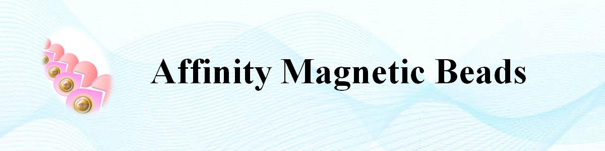 NHS活化磁珠 NHS活化磁珠