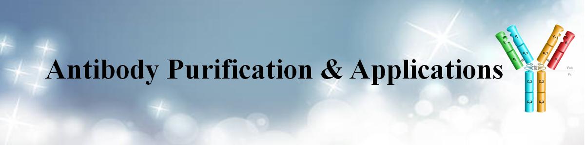 一步法抗體純化試劑盒 一步法抗體純化試劑盒